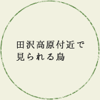 田沢高原付近で見られる鳥